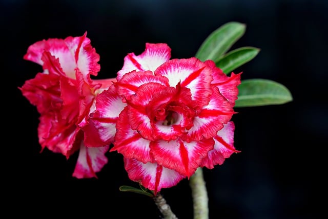 Free download adenium flower plant petals garden free picture to be edited with GIMP free online image editor