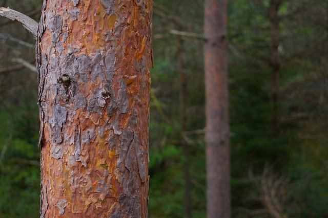 Téléchargement gratuit de Adirondacks Forest Nature - photo ou image gratuite à modifier avec l'éditeur d'images en ligne GIMP