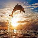 Admirable Dolphin for 1366 X 768 resolution  screen for extension Chrome web store in OffiDocs Chromium