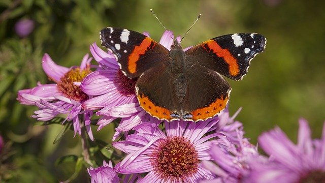 Free download Admiral Butterfly Butterflies -  free photo or picture to be edited with GIMP online image editor