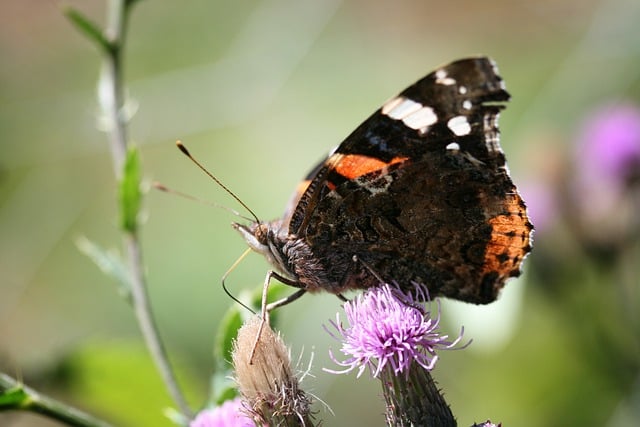 Free download admiral butterfly insect free picture to be edited with GIMP free online image editor
