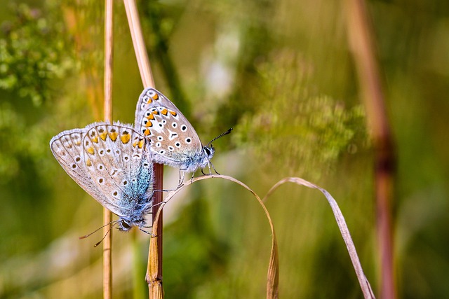 Free download adonis blue butterflies insects free picture to be edited with GIMP free online image editor