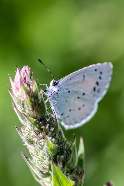 Free download adonis blue butterfly butterfly free picture to be edited with GIMP free online image editor