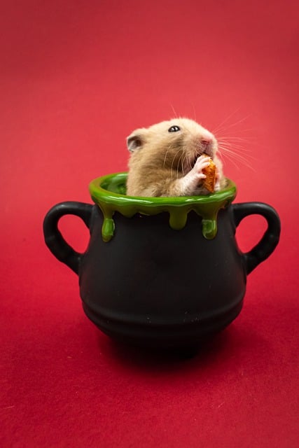 Free download adorable animal background free picture to be edited with GIMP free online image editor