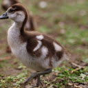 Adorable baby gosling  screen for extension Chrome web store in OffiDocs Chromium