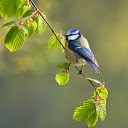 Adorable bird on a tree branch  screen for extension Chrome web store in OffiDocs Chromium