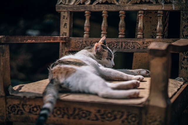 Gratis download schattige kattenstoel chill gratis foto om te bewerken met GIMP gratis online afbeeldingseditor
