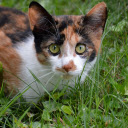 Adorable calico cat  screen for extension Chrome web store in OffiDocs Chromium