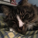 Adorable Cats  screen for extension Chrome web store in OffiDocs Chromium