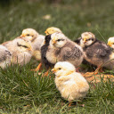 Adorable chicks  screen for extension Chrome web store in OffiDocs Chromium