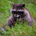 Adorable fox bear  screen for extension Chrome web store in OffiDocs Chromium