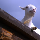 Adorable goat  screen for extension Chrome web store in OffiDocs Chromium