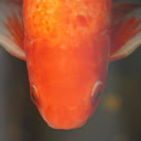 Adorable goldfish  screen for extension Chrome web store in OffiDocs Chromium