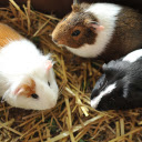 Adorable hamster  screen for extension Chrome web store in OffiDocs Chromium