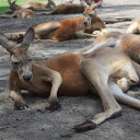 adorable kangaroos  screen for extension Chrome web store in OffiDocs Chromium