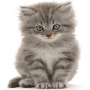 Adorable Kitten Theme 2  screen for extension Chrome web store in OffiDocs Chromium
