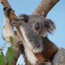 Adorable koala  screen for extension Chrome web store in OffiDocs Chromium