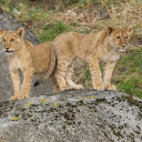 Adorable pair of lions  screen for extension Chrome web store in OffiDocs Chromium