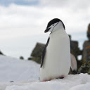 adorable penguin standing on the snow  screen for extension Chrome web store in OffiDocs Chromium