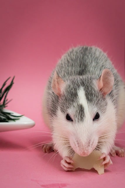 Free download adorable pet rat animal background free picture to be edited with GIMP free online image editor
