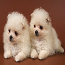 Adorable Puppies  screen for extension Chrome web store in OffiDocs Chromium