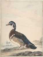 Free download A Duck free photo or picture to be edited with GIMP online image editor