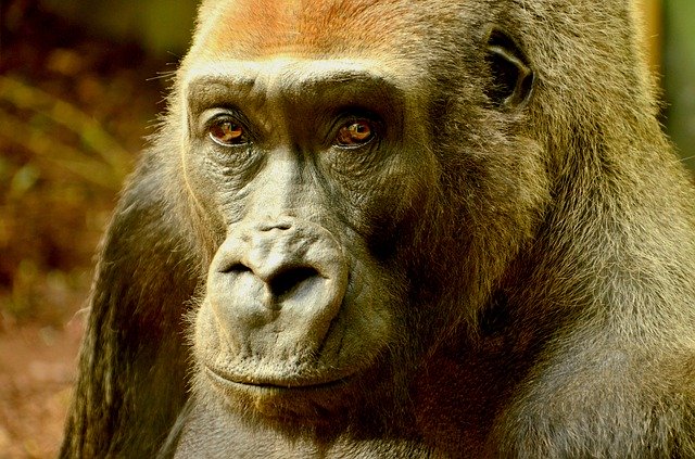 Free download Adult Animal Ape -  free photo or picture to be edited with GIMP online image editor