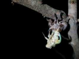 Free download Adult Cicada Emerging From Exuvia free photo or picture to be edited with GIMP online image editor