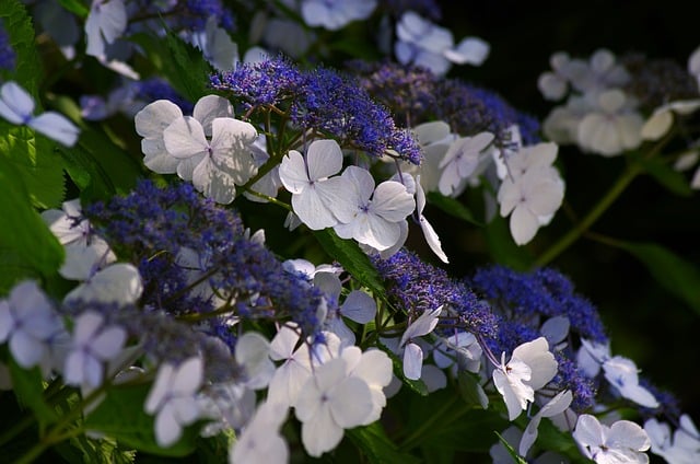 Free download advised hydrangea flower bloom free picture to be edited with GIMP free online image editor