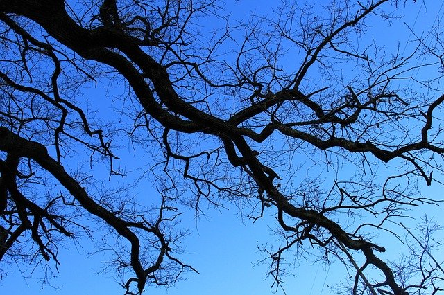 Free download Aesthetic Blue Tree -  free photo or picture to be edited with GIMP online image editor