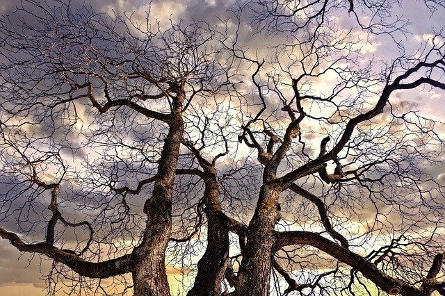 Gratis download Aesthetic Forest Trees - gratis foto of afbeelding om te bewerken met GIMP online afbeeldingseditor