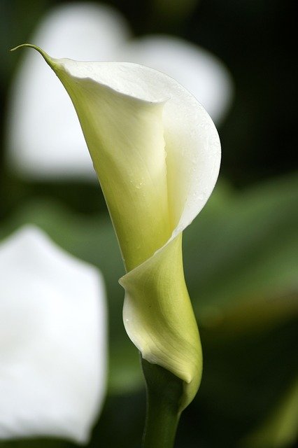 Free download Aethiopica Calla Hy -  free photo or picture to be edited with GIMP online image editor