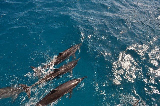 Free download A Family Of Bottlenose Dolphins -  free photo or picture to be edited with GIMP online image editor