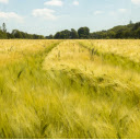 A Field of Barley  screen for extension Chrome web store in OffiDocs Chromium