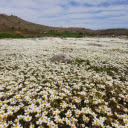 A Field of Flowers  screen for extension Chrome web store in OffiDocs Chromium