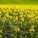 a field of yellow canola flowers at dawn  screen for extension Chrome web store in OffiDocs Chromium
