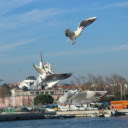 A flock of birds flying in the air  screen for extension Chrome web store in OffiDocs Chromium