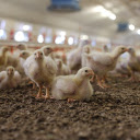 A flock of chicks  screen for extension Chrome web store in OffiDocs Chromium