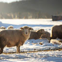 A flock of sheep in the winter sky  screen for extension Chrome web store in OffiDocs Chromium