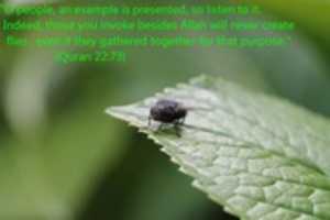 Free download A Fly Gives Us A Clue free photo or picture to be edited with GIMP online image editor