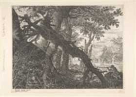 Free download A Forest with a Rabit Hunt free photo or picture to be edited with GIMP online image editor