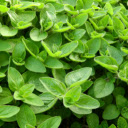 A Fragrant Herb with a Spicy Kick  screen for extension Chrome web store in OffiDocs Chromium