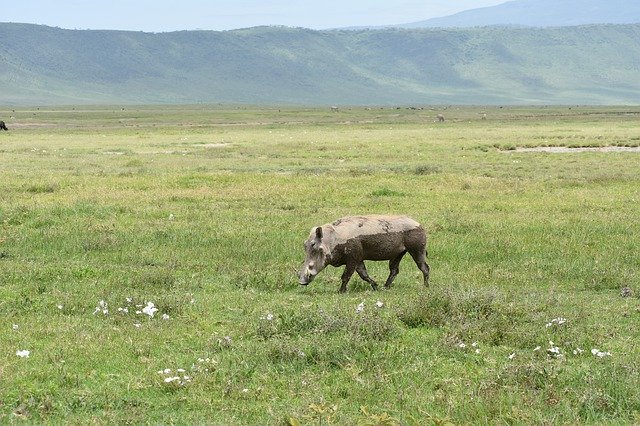 Kostenloser Download Afrika Tiere Säugetier - kostenloses Foto oder Bild zur Bearbeitung mit GIMP Online-Bildbearbeitung