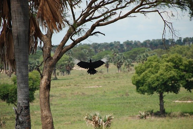 Descărcare gratuită Africa Bird Uganda - fotografie sau imagini gratuite pentru a fi editate cu editorul de imagini online GIMP