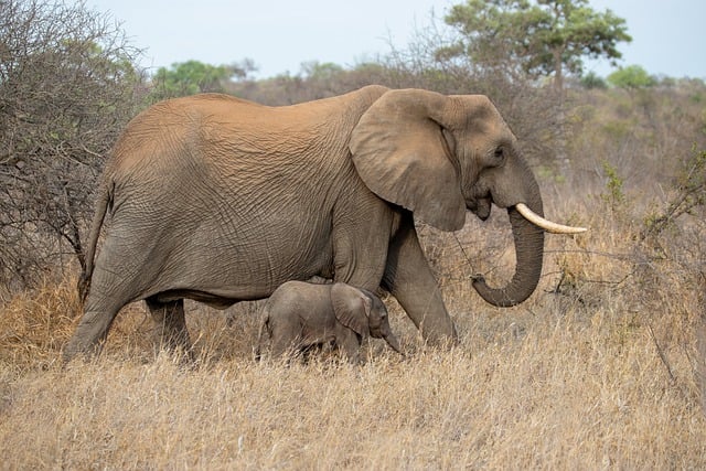 Free download africa elephant pachyderm free picture to be edited with GIMP free online image editor