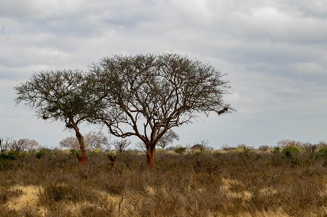 Descarga gratis Africa Kenya Safari - foto o imagen gratis para editar con el editor de imágenes en línea GIMP
