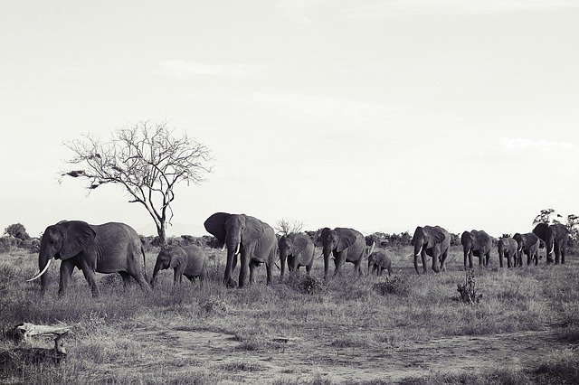 Download grátis África Quênia Tsavo - foto ou imagem gratuita para ser editada com o editor de imagens online GIMP