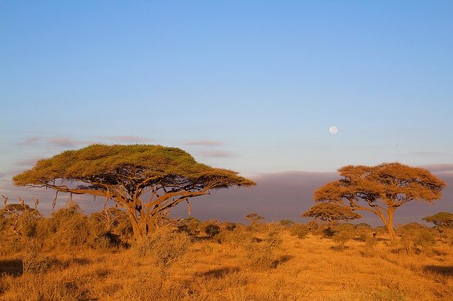 Descărcare gratuită Africa Kilimanjaro Kenya - fotografie sau imagini gratuite pentru a fi editate cu editorul de imagini online GIMP