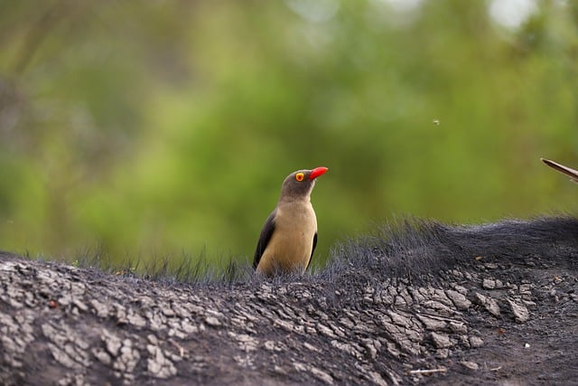 Завантажте безкоштовно africa maggot hackers bird beak безкоштовно зображення для редагування за допомогою безкоштовного онлайн-редактора зображень GIMP