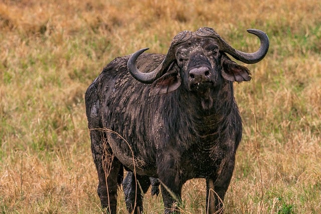Free download african buffalo animal mammal free picture to be edited with GIMP free online image editor